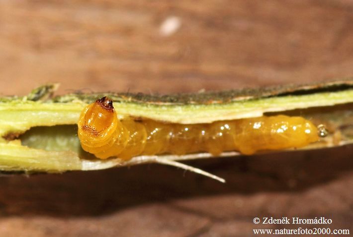 kozlíček lískový, Oberea linearis, Cerambycidae, Phytoeciini (Brouci, Coleoptera)